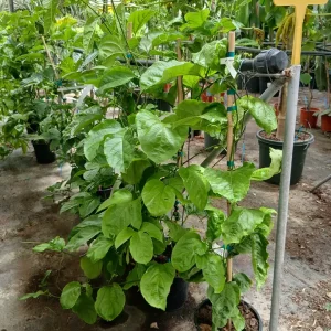 Online Pasiflora maracuyá (Passiflora edulis) en Mallorca - Vivero Can Juanito