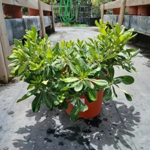 Online Pittosporo (Pittosporum tobira) en Mallorca - Vivero Can Juanito