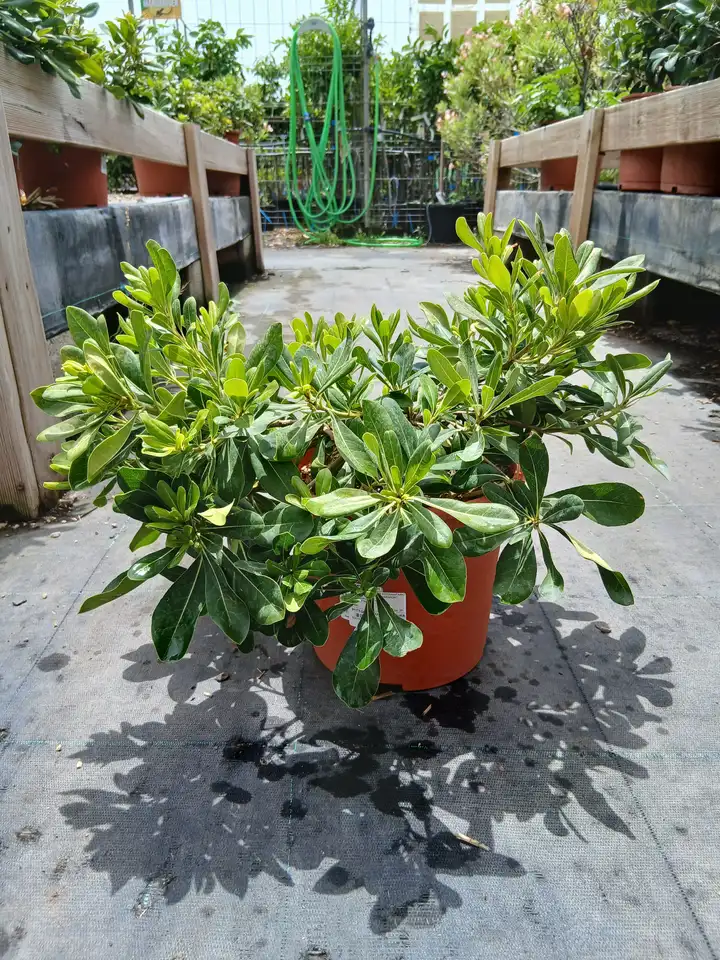 online pittosporo pittosporum tobira 33002m2z 2 Online Pittosporo (Pittosporum tobira) en Mallorca - Vivero Can Juanito