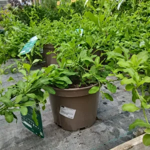 Online Plumbago azul (Plumbago auriculata) en Mallorca - Vivero Can Juanito