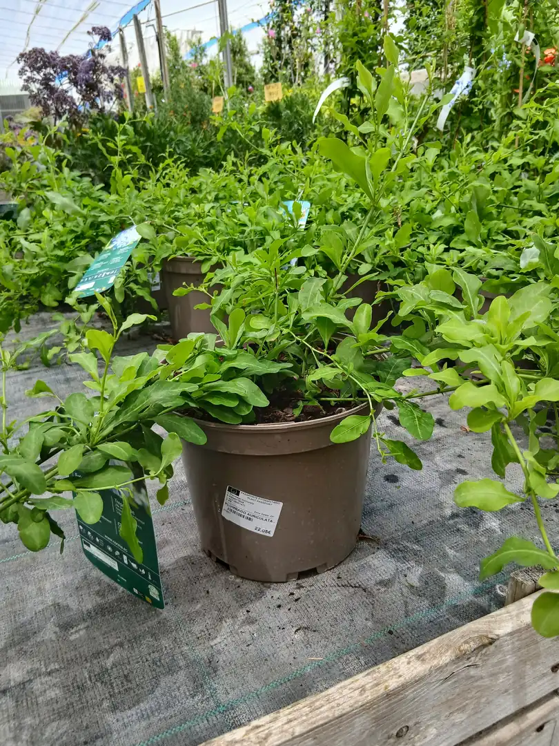 Online Plumbago azul (Plumbago auriculata) en Mallorca - Vivero Can Juanito