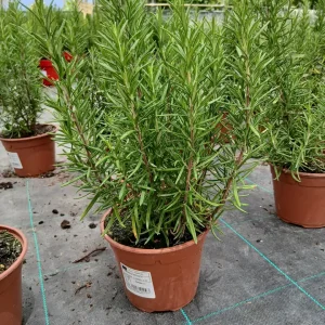 Online Romero en maceta (Rosmarinus officinalis) en Mallorca - Vivero Can Juanito