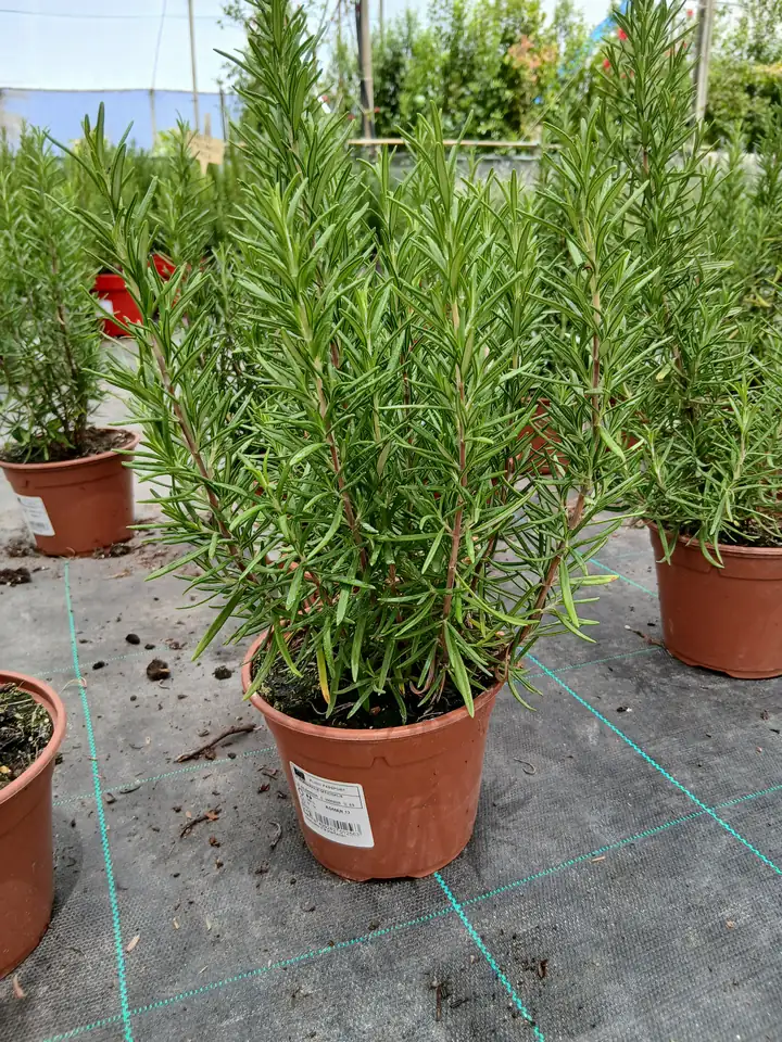 online romero en maceta rosmarinus officinalis 60005301 2 Online Romero en maceta (Rosmarinus officinalis) en Mallorca - Vivero Can Juanito
