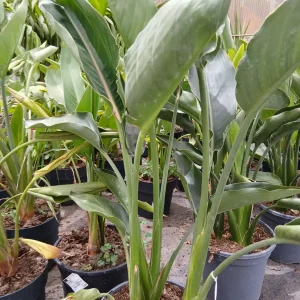 Online Strelitzia Reginae (Ave del paraíso) en Mallorca - Vivero Can Juanito