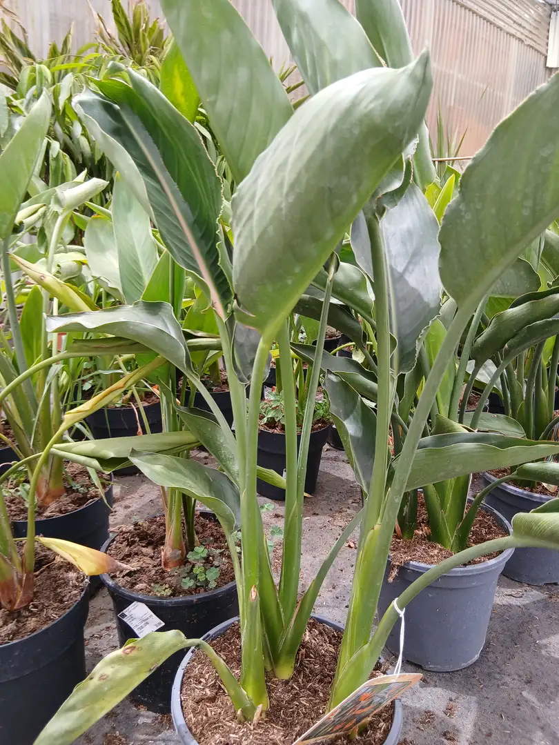 Online Strelitzia Reginae (Ave del paraíso) en Mallorca - Vivero Can Juanito