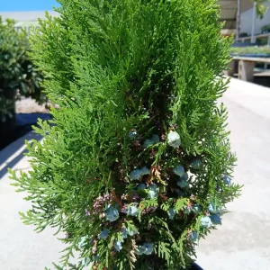 Online Tuya oriental enana (Thuja orientalis Aurea Nana) en Mallorca - Vivero Can Juanito
