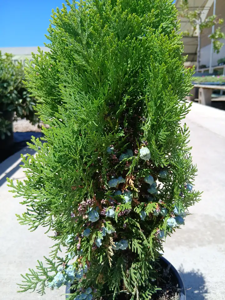 online tuya oriental enana thuja orientalis aurea nana 41101m2z 2 Online Tuya oriental enana (Thuja orientalis Aurea Nana) en Mallorca - Vivero Can Juanito