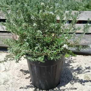 Online Westringia fruticosa en Mallorca - Vivero Can Juanito
