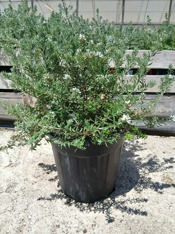 online westringia fruticosa 39401m2z 2 Online Westringia fruticosa en Mallorca - Vivero Can Juanito