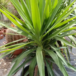 Online Yuca elegans (Yucca aloifolia Elegans) en Mallorca - Vivero Can Juanito