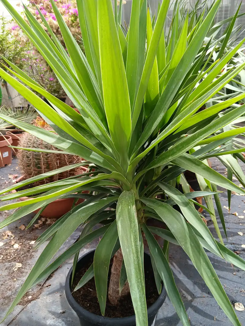 online yuca elegans yucca aloifolia elegans 10601m2z 2 Online Yuca elegans (Yucca aloifolia Elegans) en Mallorca - Vivero Can Juanito