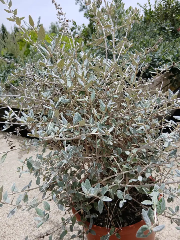 planta arbusto teucrium 79503 9 Planta Arbusto teucrium (Teucrium fruticans) en Mallorca - Vivero Can Juanito