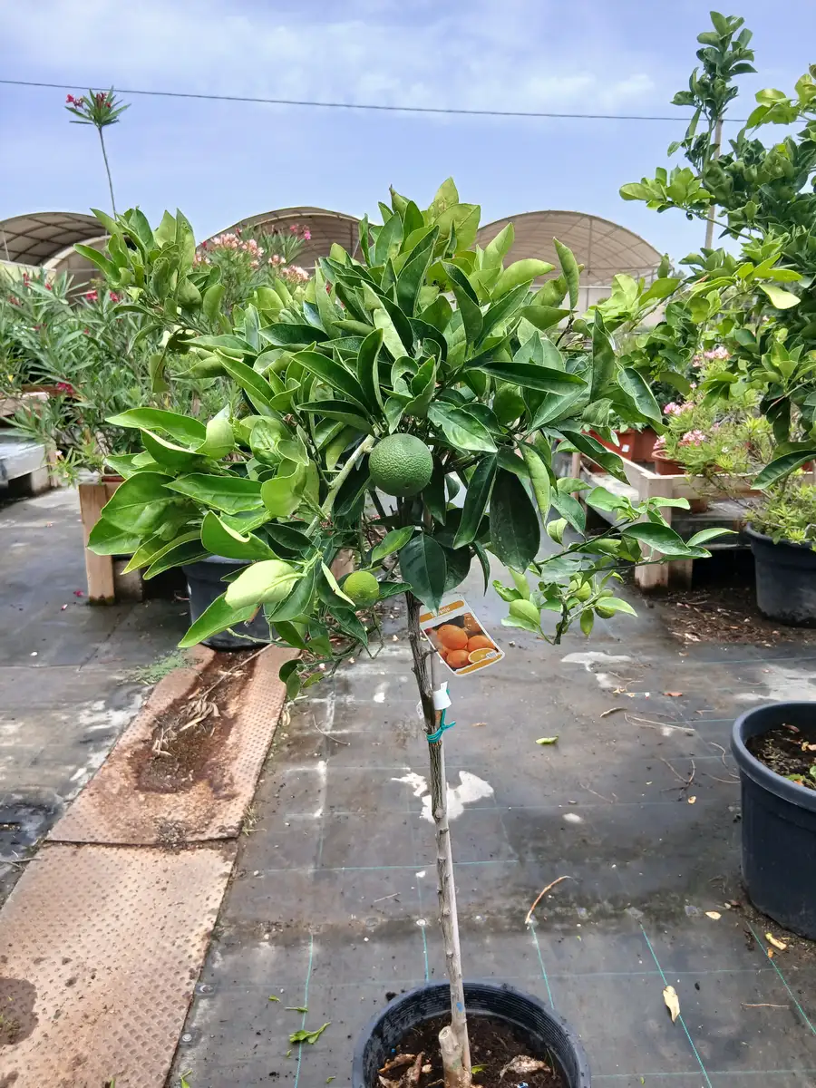 Planta Naranjo Navelina en Mallorca - Vivero Can Juanito