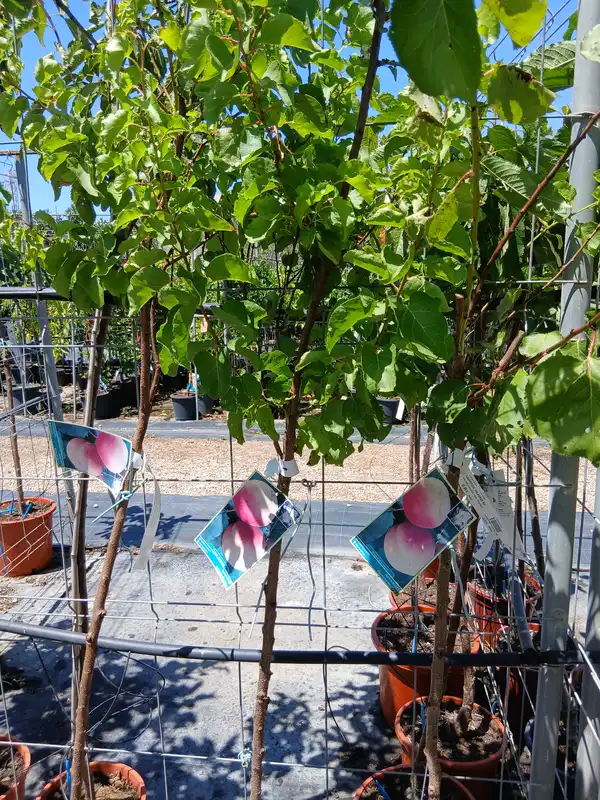 Precio Albaricoquero Palabras en Mallorca - Vivero Can Juanito