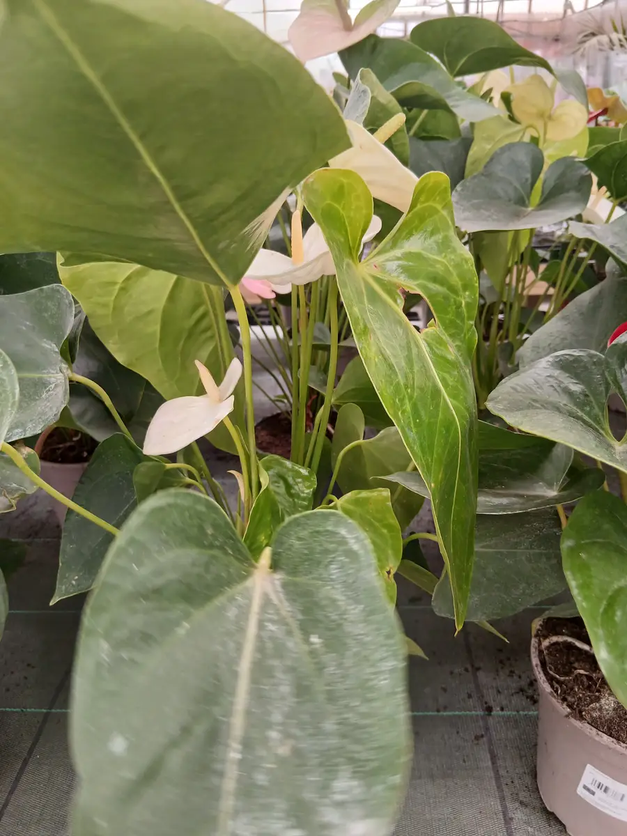 precio anturio en maceta pequena anthurium andreanum 87982 5 Precio Anturio en maceta pequeña (Anthurium andreanum) en Mallorca - Vivero Can Juanito