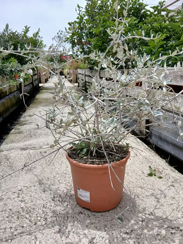 precio arbusto teucrium teucrium fruticans 79503 5 Precio Arbusto teucrium (Teucrium fruticans) en Mallorca - Vivero Can Juanito
