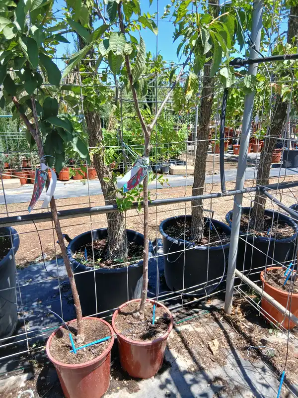 precio cerezo picota prunus cerasus 60000274 5 Precio Cerezo Picota (Prunus Cerasus) en Mallorca - Vivero Can Juanito
