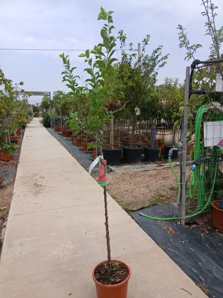 Precio Ciruelo Santa Rosa (Prunus Domestica) en Mallorca - Vivero Can Juanito