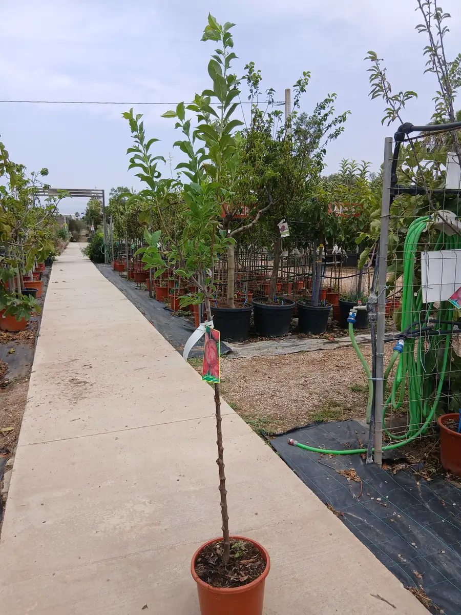 Precio Ciruelo Santa Rosa (Prunus Domestica) en Mallorca - Vivero Can Juanito