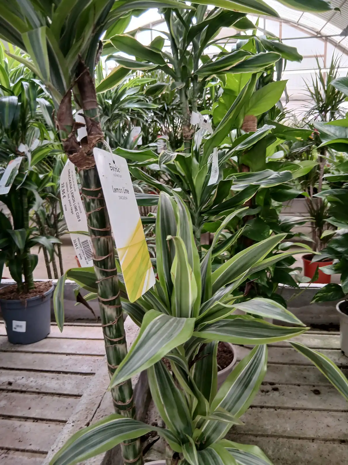 Precio Dracaena Lemon Lime en Mallorca - Vivero Can Juanito