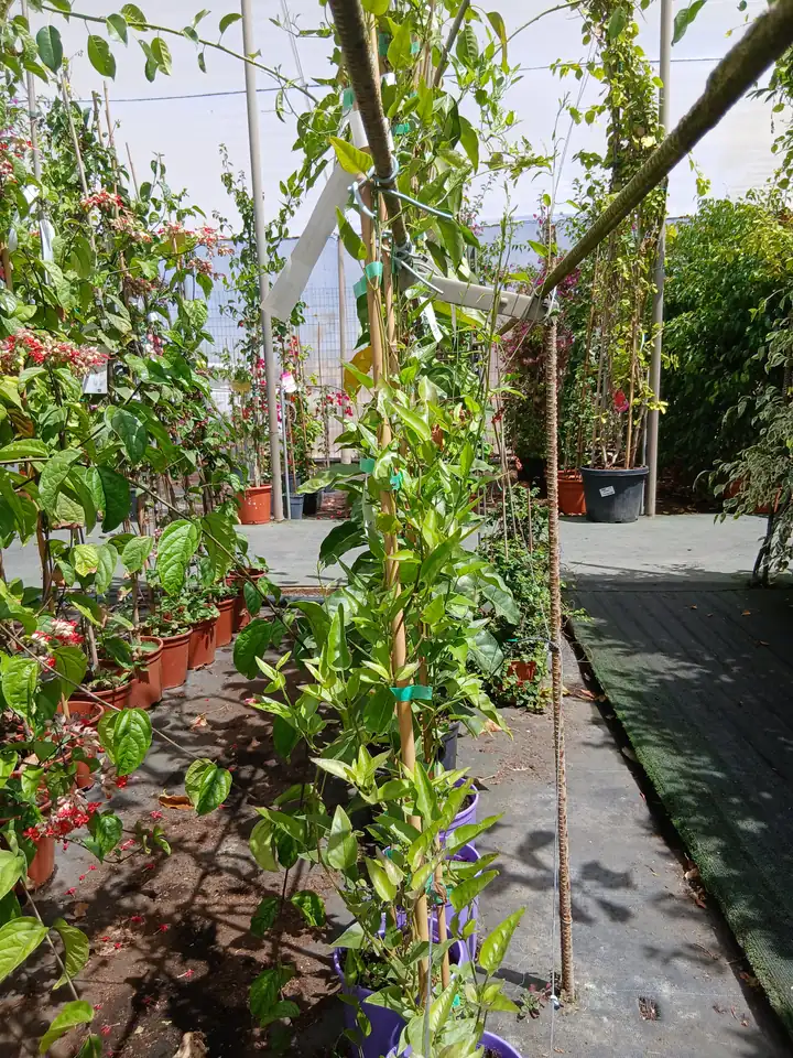 Precio Falso jazmín con tutor (Solanum jasminoides) en Mallorca - Vivero Can Juanito
