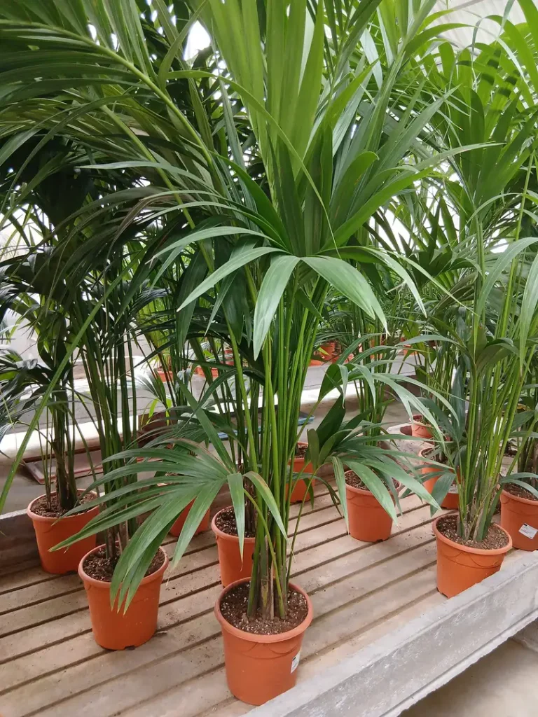 Precio Kentia en Mallorca - Vivero Can Juanito