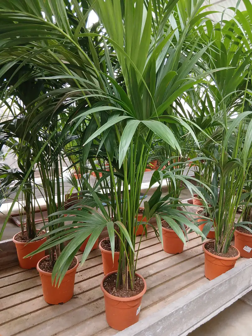 Precio Kentia en Mallorca - Vivero Can Juanito