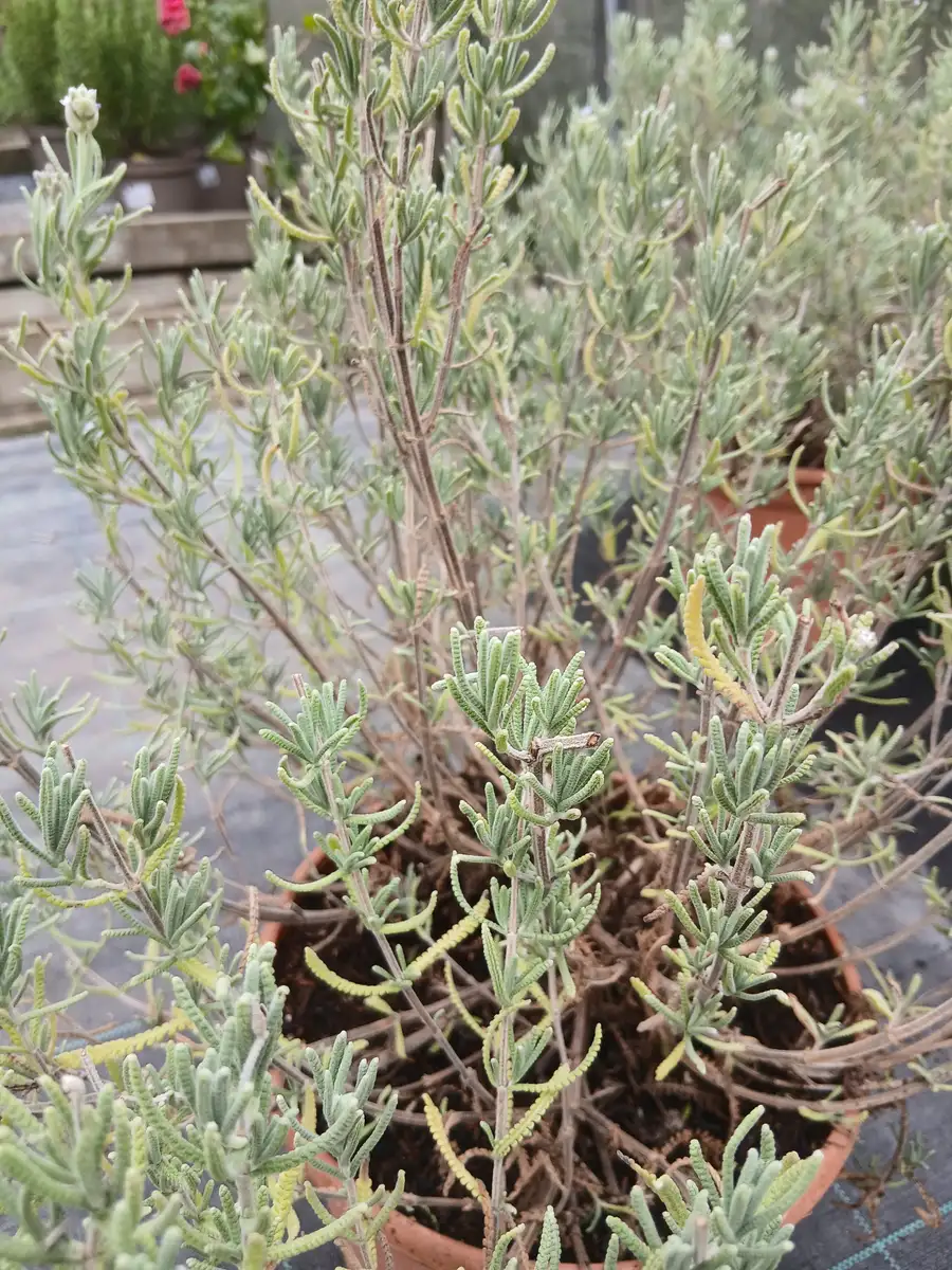 precio lavanda dentata 86683 5 Precio Lavanda Dentata en Mallorca - Vivero Can Juanito