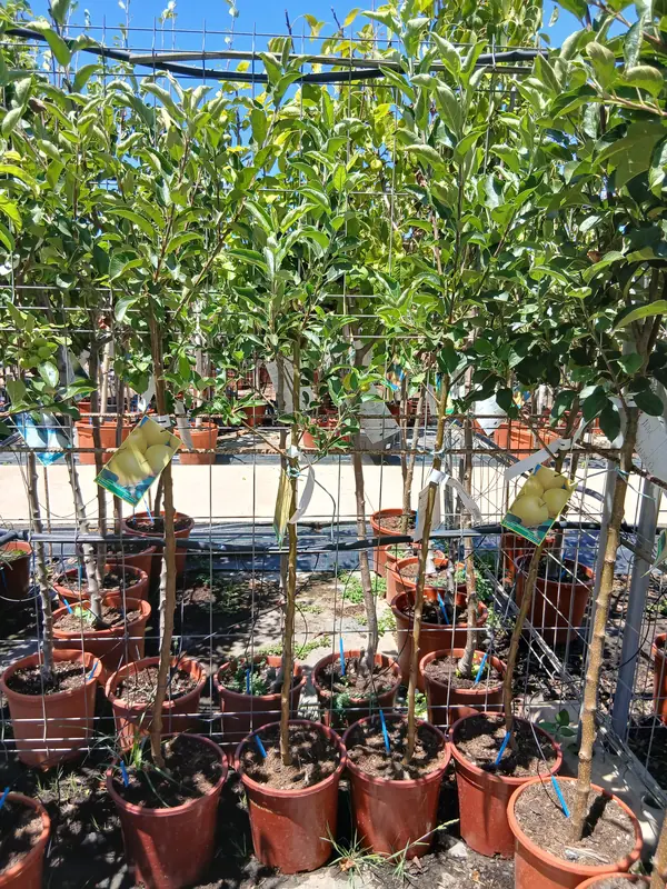 precio manzano golden 60004941 5 Precio Manzano Golden en Mallorca - Vivero Can Juanito