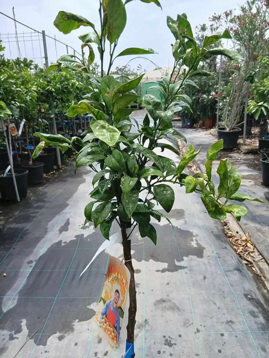 Precio Naranjo Navelina en Mallorca - Vivero Can Juanito