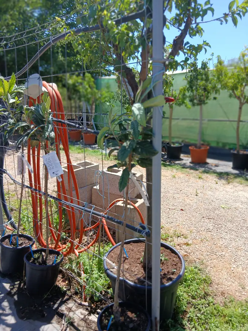 Precio Níspero Japónica en Mallorca - Vivero Can Juanito