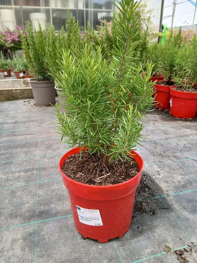 precio romero en maceta rosmarinus officinalis 60005301 5 Precio Romero en maceta (Rosmarinus officinalis) en Mallorca - Vivero Can Juanito