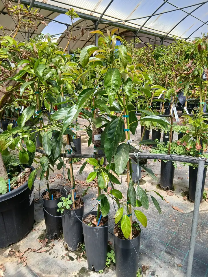 Venta Aguacate Hass (Persea americana) en Mallorca - Vivero Can Juanito