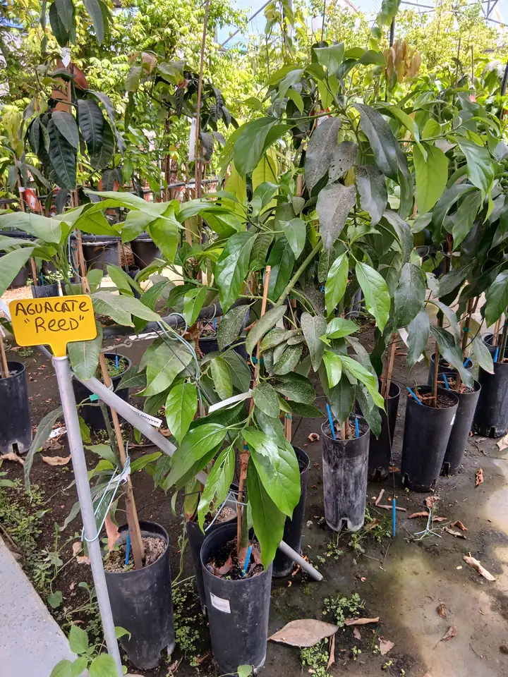 venta aguacate reed planta 60017088 3 Venta Aguacate Reed en Mallorca - Vivero Can Juanito