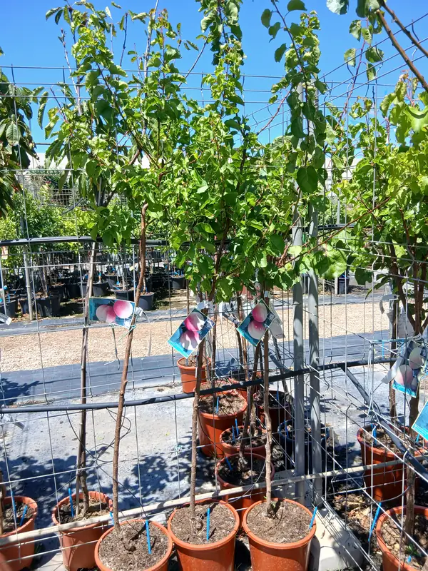 Venta Albaricoquero Palabras en Mallorca - Vivero Can Juanito