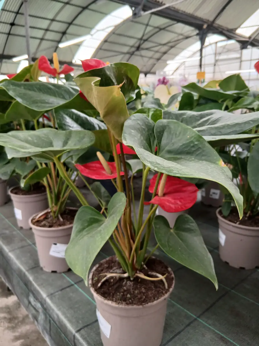 venta anturio en maceta pequena planta 87982 3 Venta Anturio en maceta pequeña (Anthurium andreanum) en Mallorca - Vivero Can Juanito