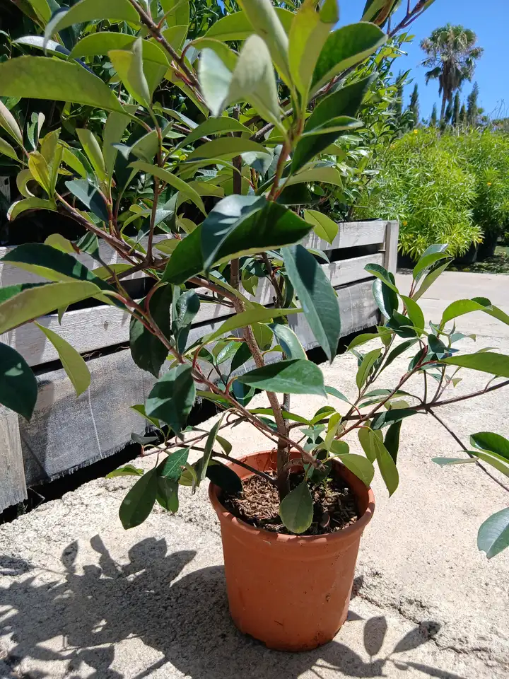 Venta Arbusto fotinia roja (Photinia fraseri Red Robin) en Mallorca - Vivero Can Juanito