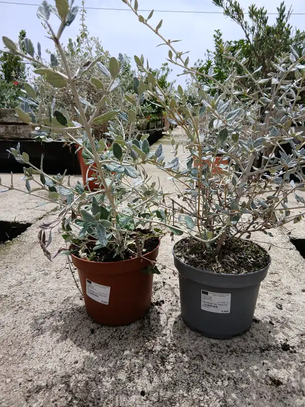 venta arbusto teucrium planta 79503 3 Venta Arbusto teucrium (Teucrium fruticans) en Mallorca - Vivero Can Juanito