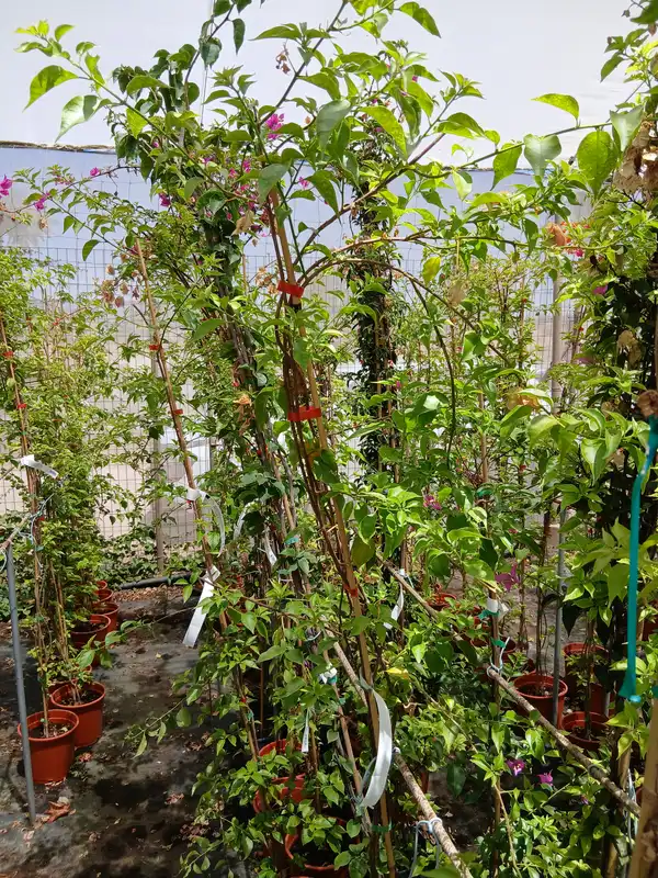 Venta Bouganvillea sanderiana con tutor en Mallorca - Vivero Can Juanito