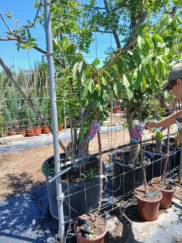 venta cerezo picota planta 60000274 3 Venta Cerezo Picota (Prunus Cerasus) en Mallorca - Vivero Can Juanito
