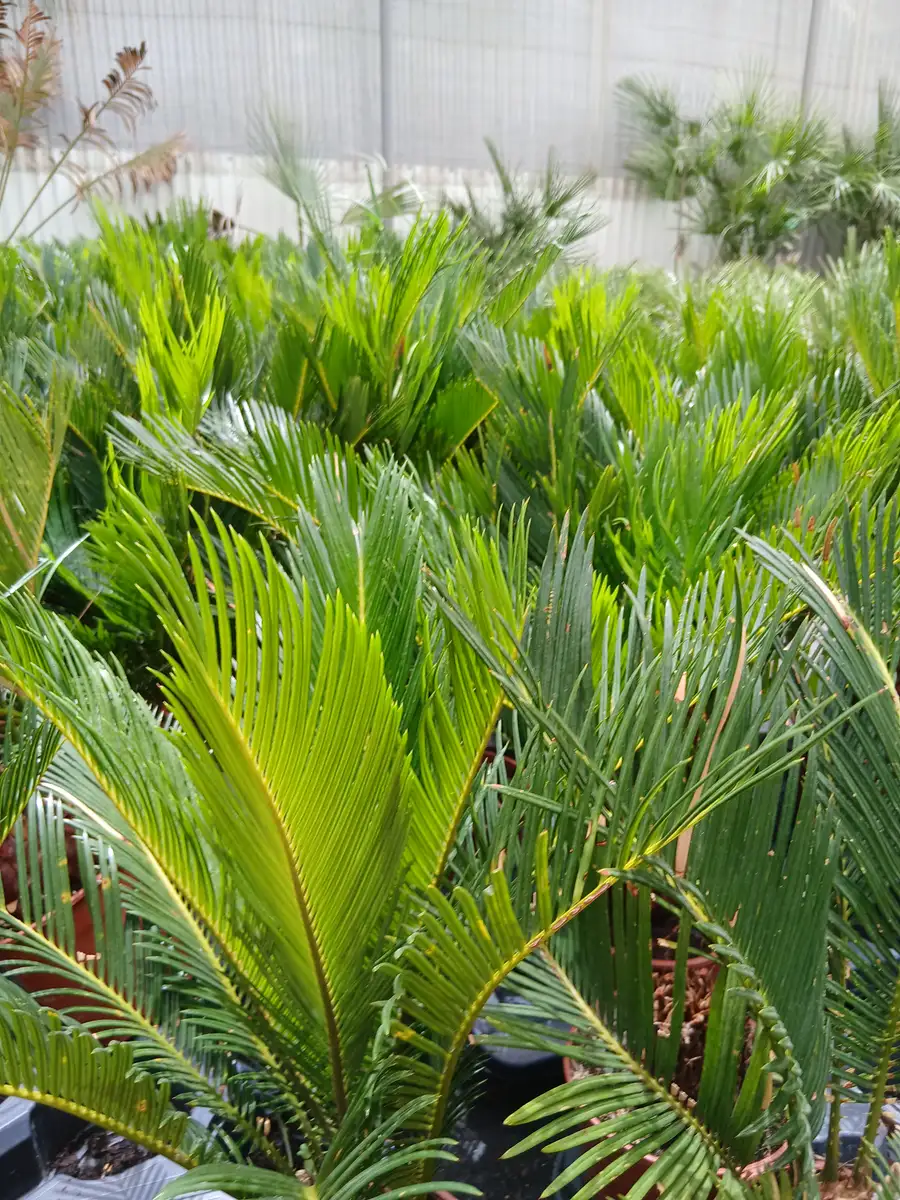 venta cica planta 60011021 3 Venta Cica (Cycas revoluta) en Mallorca - Vivero Can Juanito