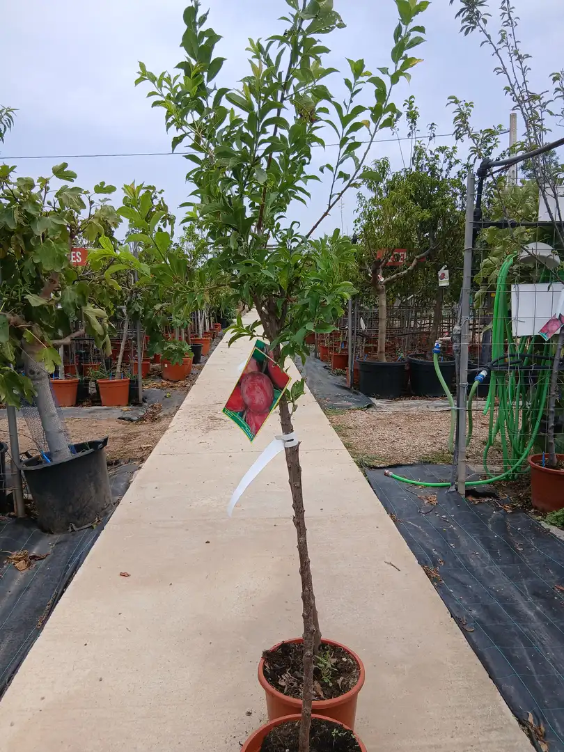 Venta Ciruelo Santa Rosa (Prunus Domestica) en Mallorca - Vivero Can Juanito
