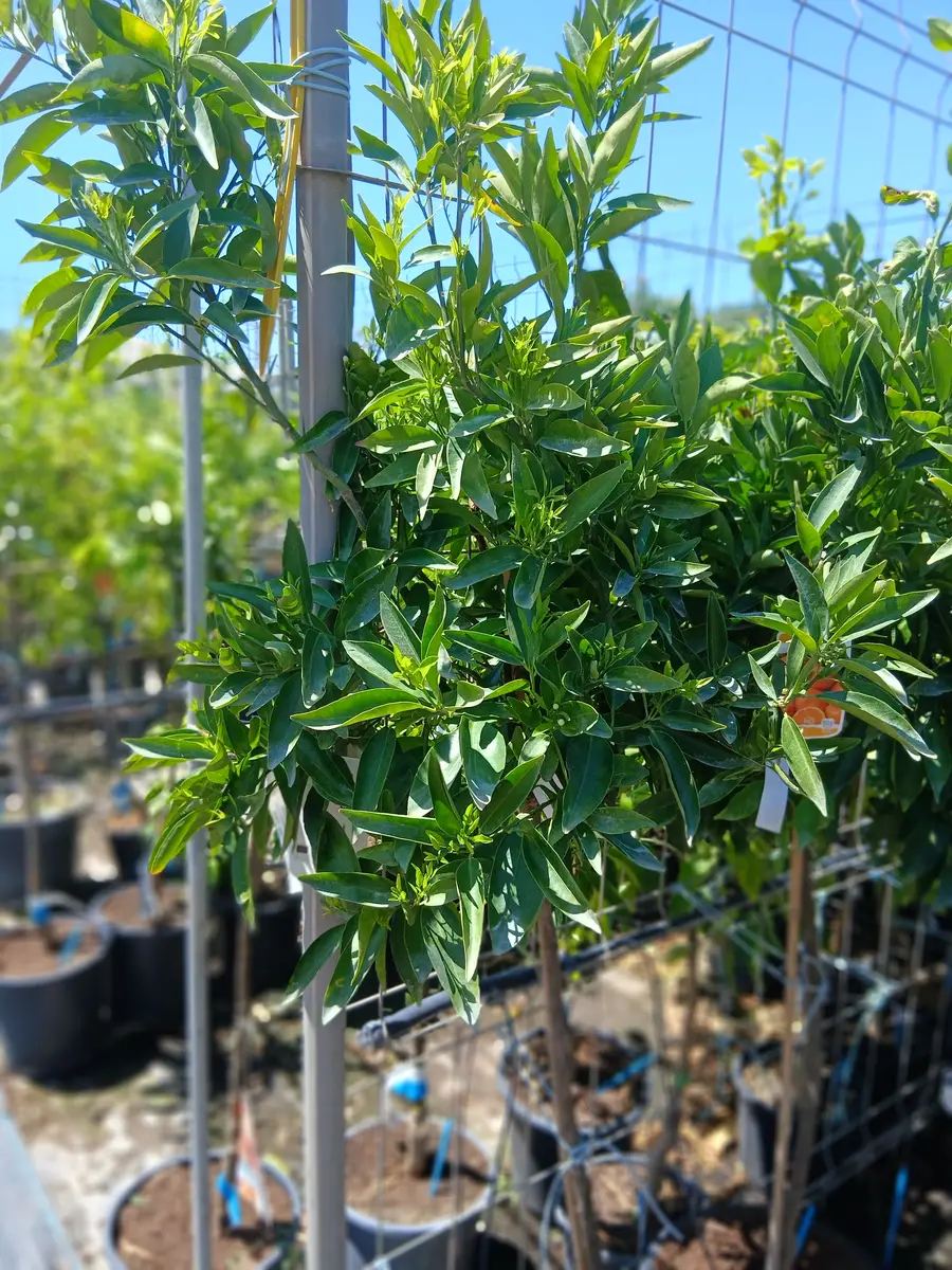 Venta Clementino Clemenules en Mallorca - Vivero Can Juanito