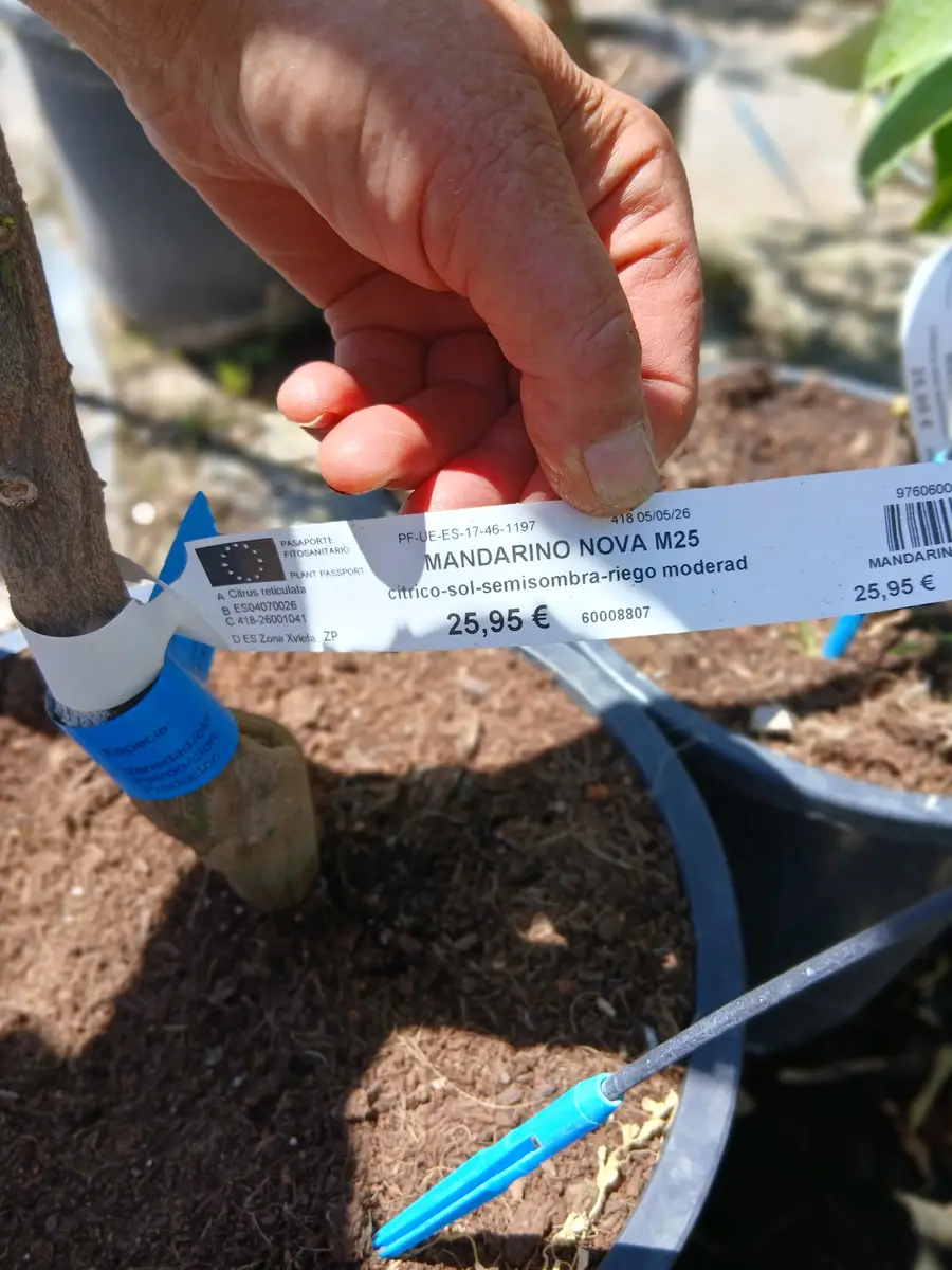 Venta Clementino Clemenules en Mallorca - Vivero Can Juanito