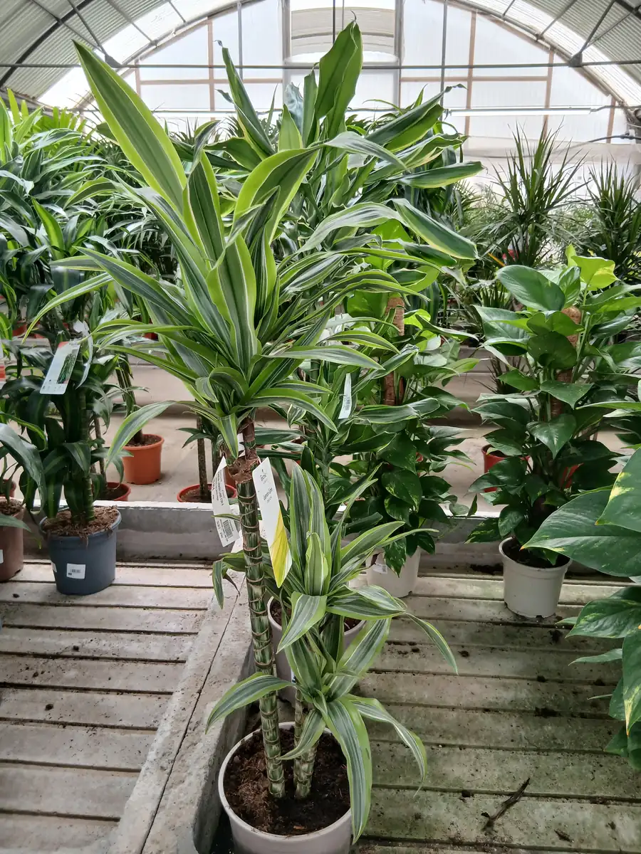 Venta Dracaena Lemon Lime en Mallorca - Vivero Can Juanito