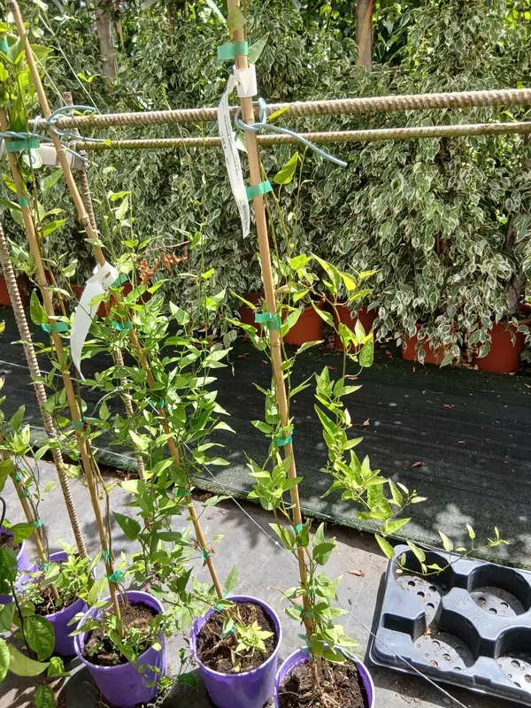 Venta Falso jazmín con tutor (Solanum jasminoides) en Mallorca - Vivero Can Juanito