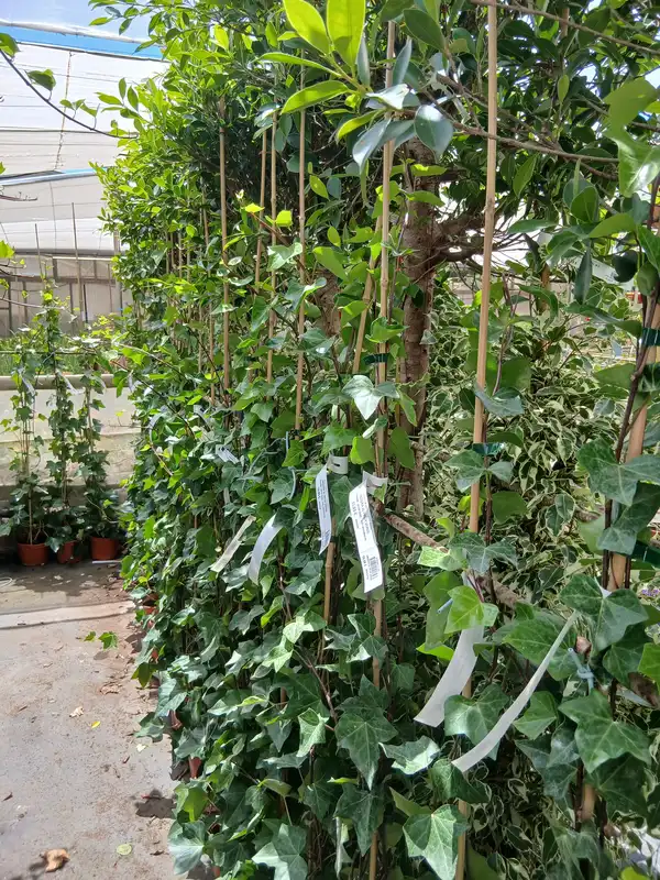 Venta Hiedra canaria con tutor (Hedera canariensis) en Mallorca - Vivero Can Juanito