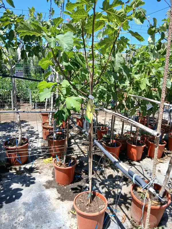 venta higuera planta 0060019299 3 Venta Higuera (Ficus Lyrata) en Mallorca - Vivero Can Juanito