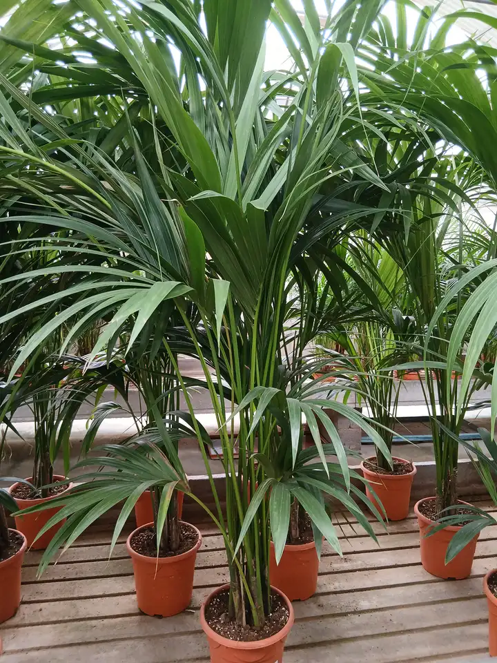 Venta Kentia en Mallorca - Vivero Can Juanito