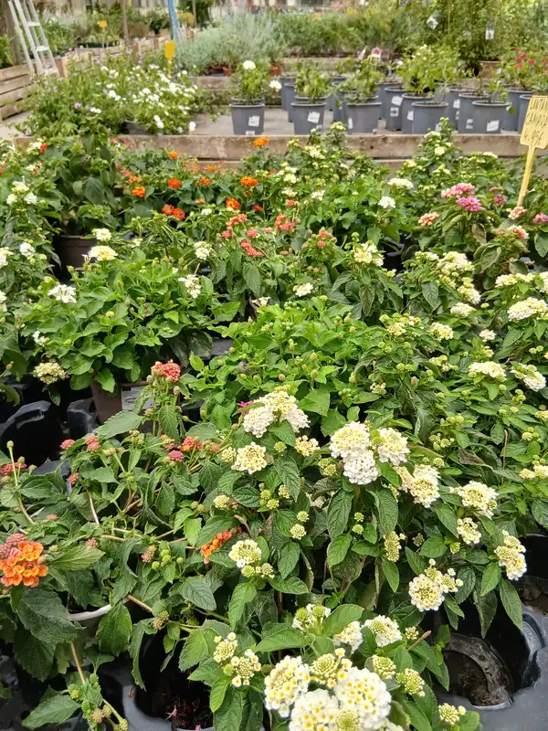 venta lantana camara planta 79315 3 Venta Lantana Camara en Mallorca - Vivero Can Juanito